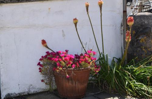 St Ives House | Morning Cottage