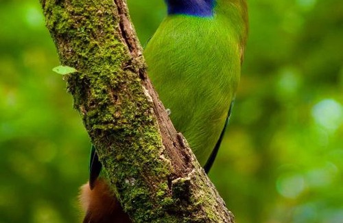 Bijagua Hotel | Motel Rio Celeste