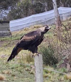 Mount Rumney House | Mount Rumney Escapes - 3 Seaview Wombat House