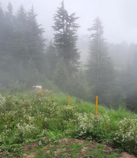 Khajjiar House | Mountain Bliss Homestay