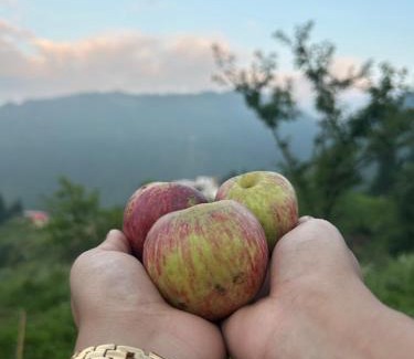 Khajjiar House | Mountain Bliss Homestay