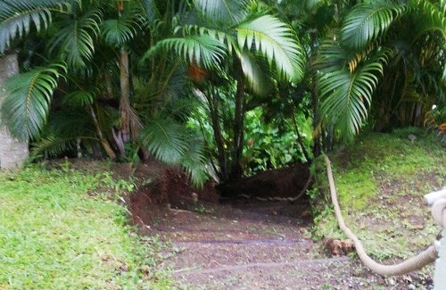 Georgetown Cottage | Mountain Cottage surrounded by the native birds, the Amazona Guildingii