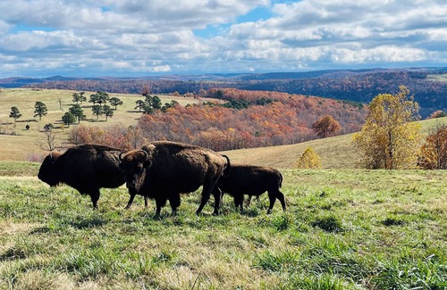 Kingston House | Mountain Escape - near Wilderness Rider Buffalo Ranch and Sweden Creek Falls
