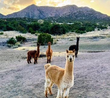 Canon City House | Mountain Farm Stay, Alpacas and Views, Royal Gorge 15min
