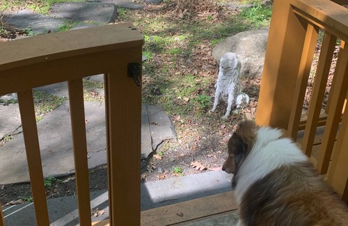 Woodstock Cottage | Mountain Gardens - DOGS 🐕- welcome It’s Autumn 🍂 🍏🐾🍁 Sheep and Wool Festival.