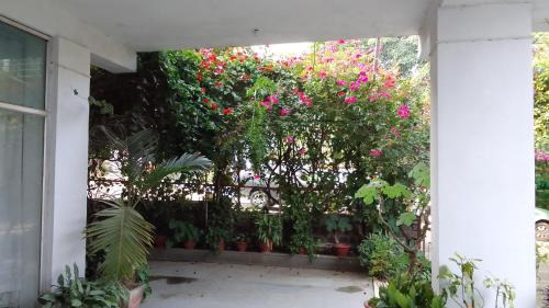 Warud House | Mum's Bougainvillea
