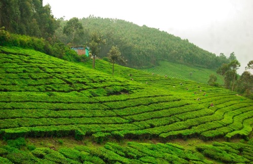 Devikolam House | Munnar valley view