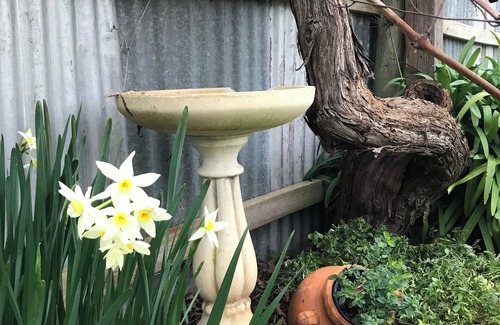 Penola Cottage | nAir's Cottage Penola: Delightful colonial stone cottage, WiFi fire AC Spa BBQ