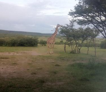 Talek House | Narasha Homestay - Maasai Mara