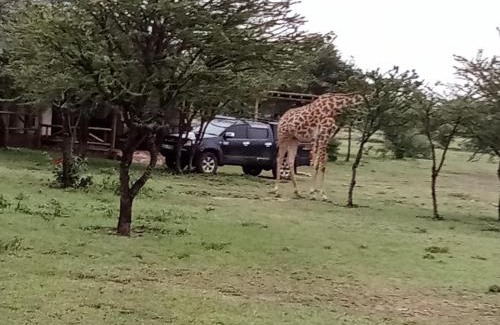 Talek House | Narasha Homestay - Maasai Mara