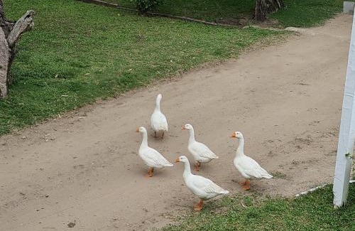 Hibberdene Apartment | Nature's Cottage