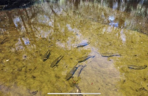 Fish Hawk House | Nature's Paradise on the Alafia River
