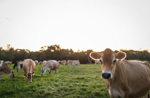Die Barakke House | Natures Way Farmhouse
