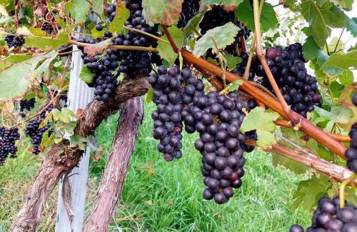 Sankt Stefan ob Stainz Apartment | Naturjuwel inmitten der Weinberge