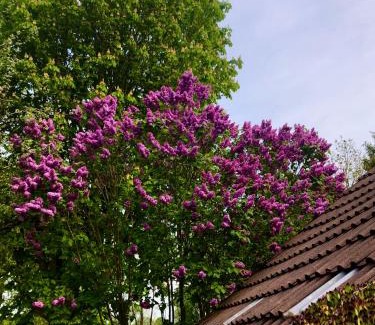 Schirum Apartment | Naturparadies in Aurich