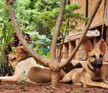 Bommayapalayam House | Nebula Nest Cafe & Hostel