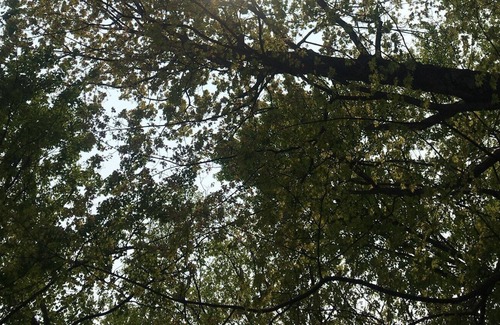 Westford Apartment | Nestled among the trees, perched and tucked away is Peregrine's Perch