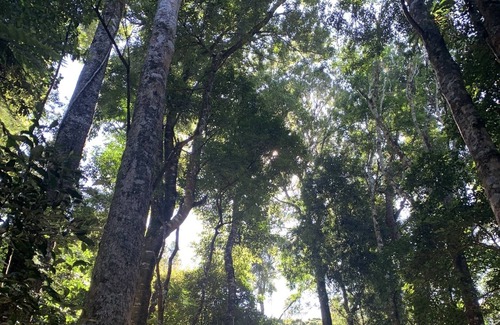 Fernbrook Cottage | Nestled in the heart of Nature, Coachwood Cottage is Cozy and Peaceful.