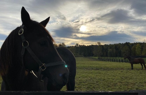 Saratoga Springs House | NEW 3 bedroom - Thoroughbred Farm & Lake Views!