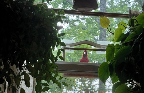 Lake Lure Cabin | New Boho Chic 1.5 Bedroom Cozy Lake Lure Cabin