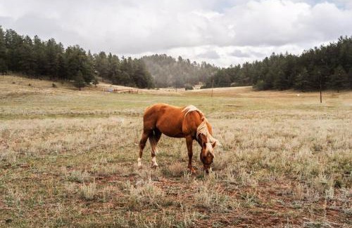 Lake George Ski Chalet | New! Charming Cabin in Colorado National Forest