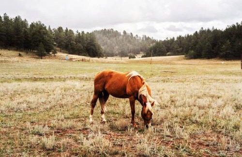 Lake George Ski Chalet | New! Charming cozy Cabin Colorado National Forest