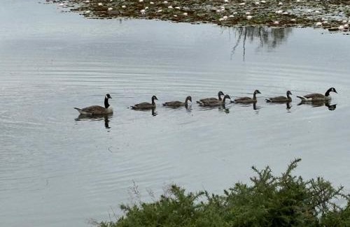 New Forest District Apartment | New Forest View