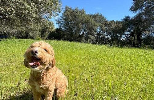Bennett Valley House | New Oak Haven Dog-Friendly big yard Hwy12 & 101