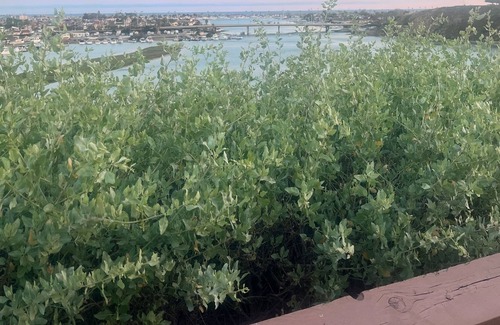 East Side Costa Mesa Apartment | Newport Beach 1BR Apartment. Reduced rates during Fall and for long term rentals