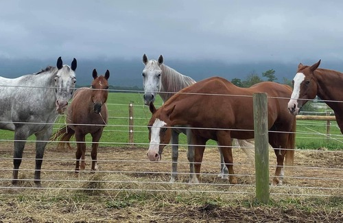 Newville House | Newville, Pennsylvania - Horse Farm Campsite