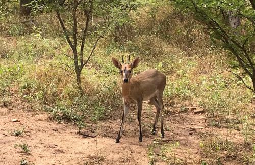 Hoedspruit Villa | Niani villa