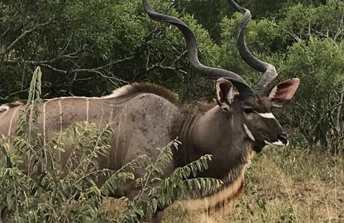 Hoedspruit Villa | Niani villa