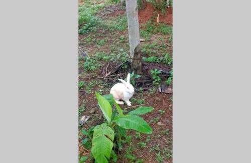 Bantval Apartment | NIDHIVANA FARMS & RESORT, bakrebail-salethoor rd, Mangalore
