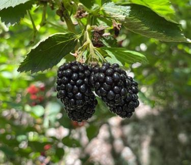 Calamuchita Department Villa | Nido del Búho (Eule Nest)