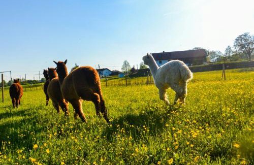 Haiming Apartment | Niedergerner Alpaka Ranch
