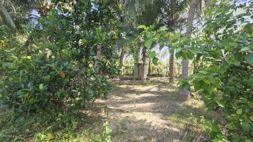 Kumpurupiddi House | Nilaveli house Stay