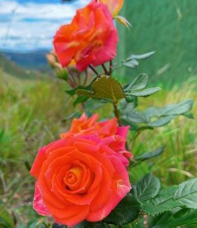 Alto Paraiso de Goias House | ninho da arara