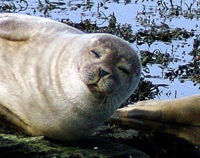 Pierowall Bed & Breakfast | No 1 Broughton Bed & Breakfast