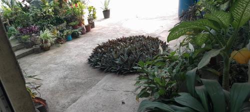 Sao Lourenco dos Orgaos House | NoS Casa