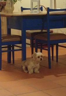 Luso House | O Cantinho Alojamento Local