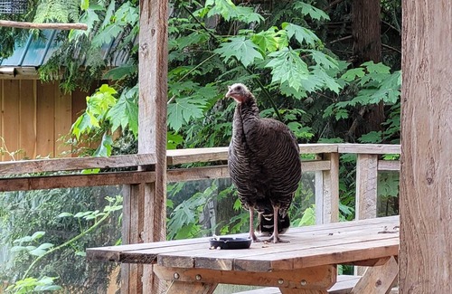 Powell River Cabin | Ocean Views & Sunset Beach Cabin with soaker tub & fire pit