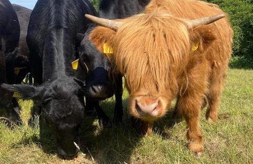 Colyton Other | Off Grid Pitch Only