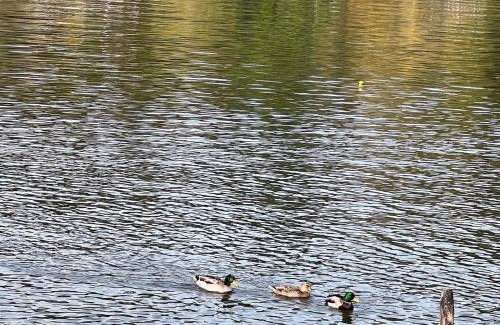 Eatonville House | Ohop Lake Escape