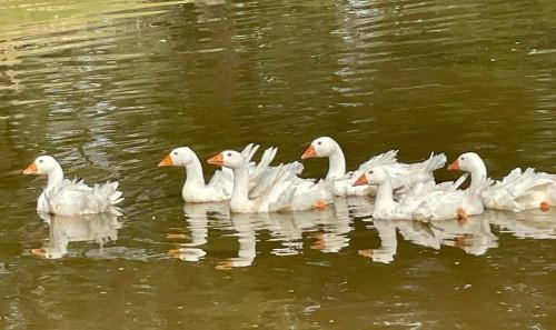 Deville House | Ol’ Mel’s Farm