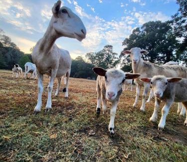 Deville House | Ol’ Mel’s Farm