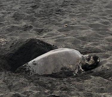 Playa Hermosa Hotel | Ola Bonita BeachFront Apart Hotel