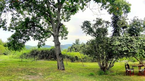 Gabala Villa | Old oak under the Mountain.