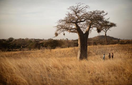 Tarangire National Park Other | Olkeri Camp