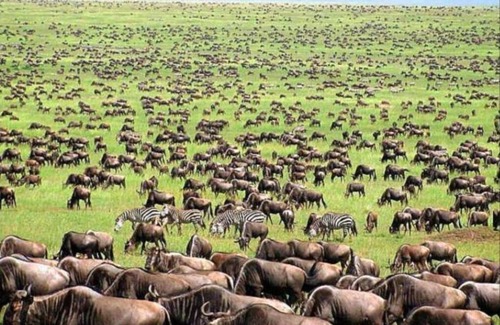 Narok Cottage | Oloiren Safari Cottage 3