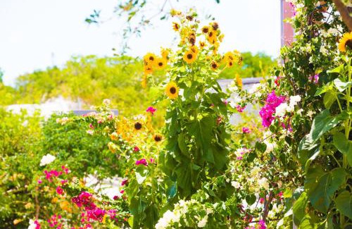 Venetian Road Settlement Resort | One ON Marlin Resort